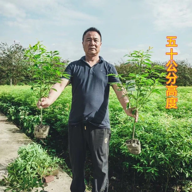 四川正宗金丝楠木小叶桢楠四季长青庭院别墅地栽盆栽