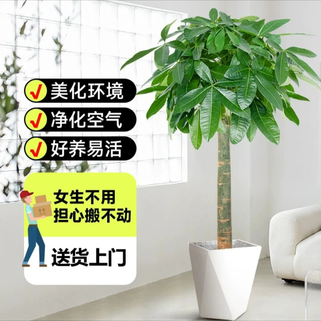 发财树1.3-1.5米大型观叶绿植开业送礼盆栽清新室内办公室植物花