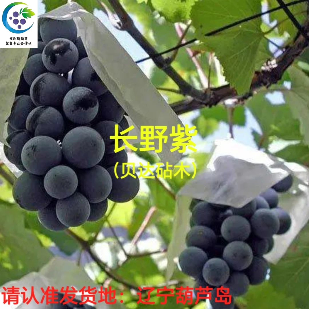 长野紫 贝达砧木嫁接苗 （一年苗）