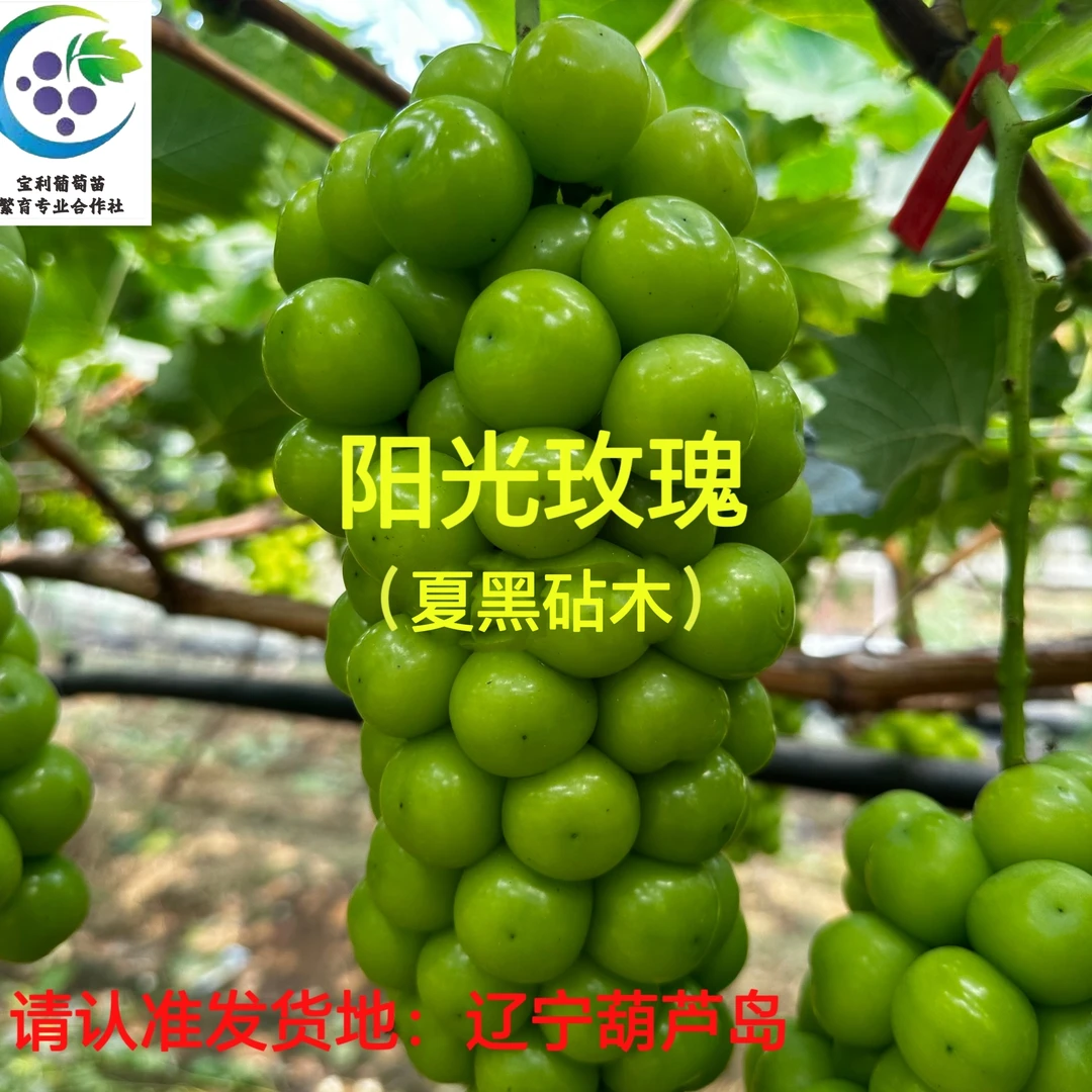 阳光玫瑰 夏黑砧木嫁接苗 （一年苗 ）