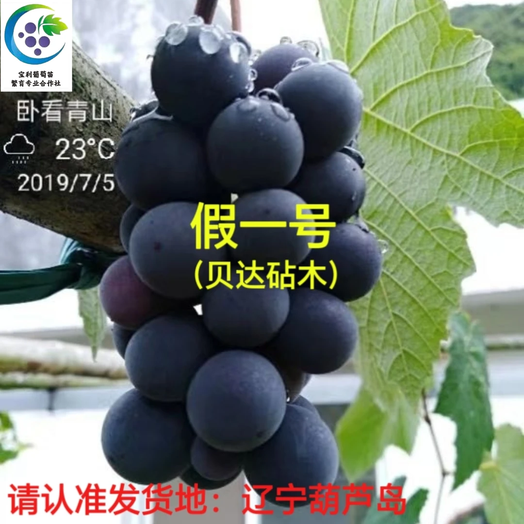 假一号  葡萄苗 贝达砧木嫁接苗