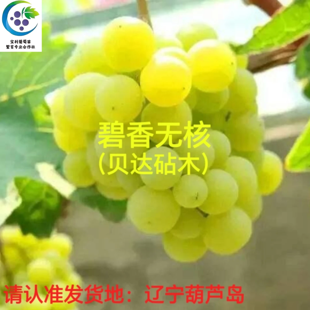 碧香无核  贝达砧木嫁接苗 （一年苗满58包邮 不包活）