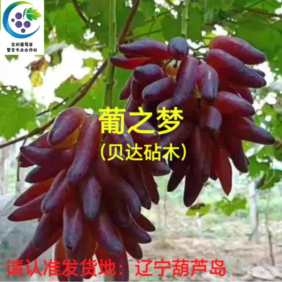 葡之梦  葡萄苗 贝达砧木嫁接苗
