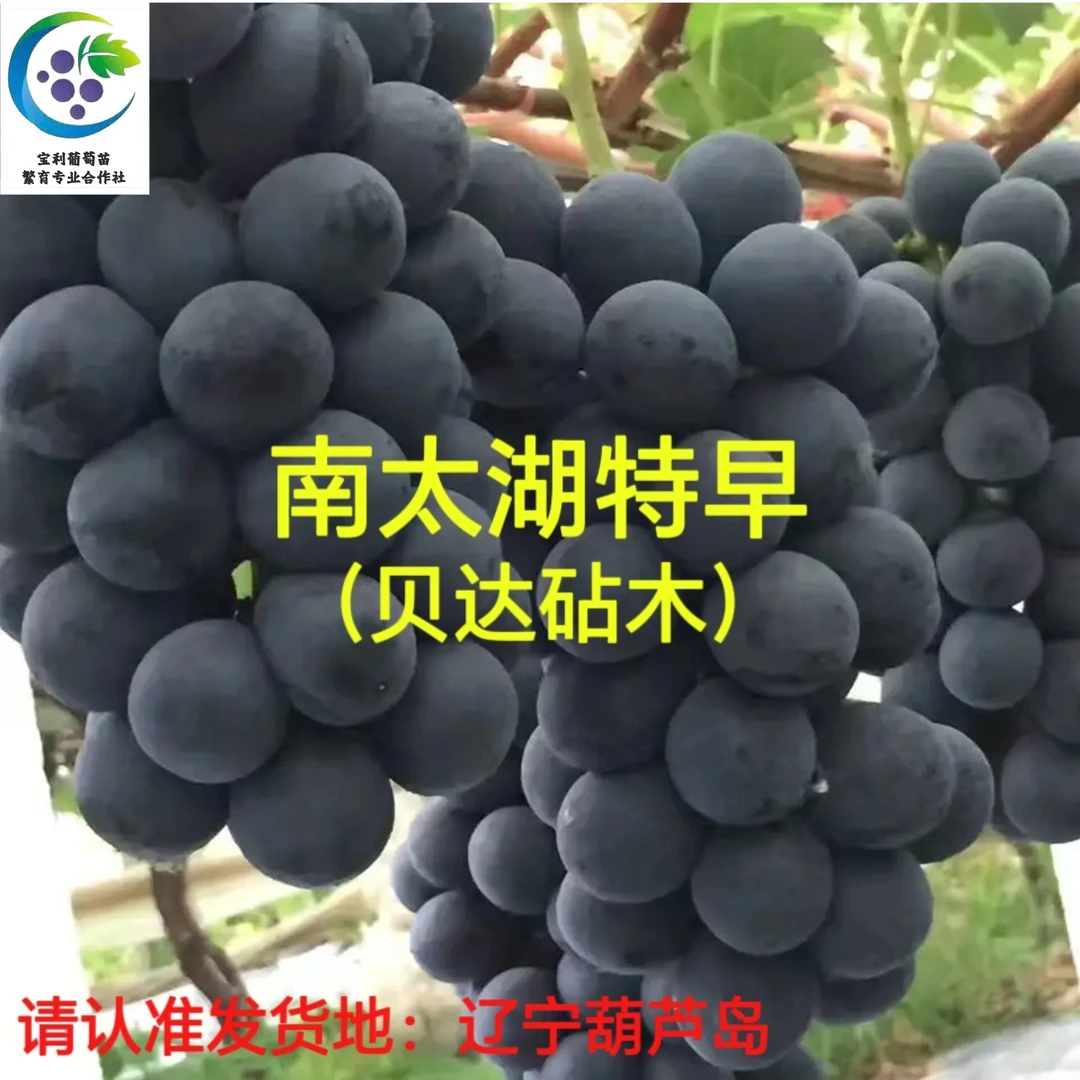 南太湖 贝达砧木嫁接苗 （一年苗 ）