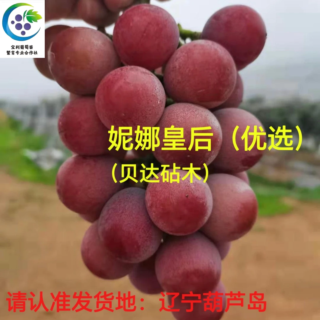 妮娜皇后（优选）  葡萄苗 贝达砧木嫁接苗