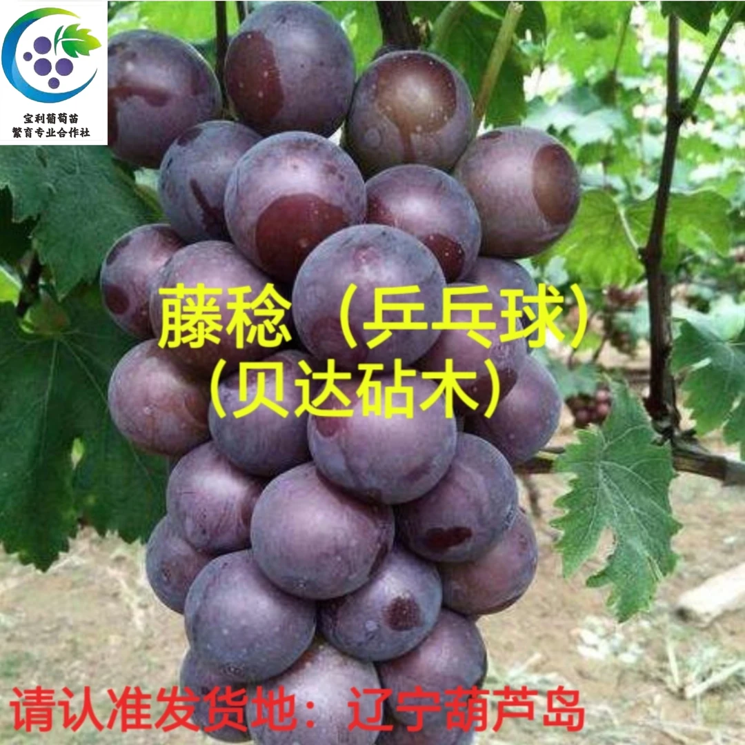 藤稔（乒乓球） 贝达砧木嫁接苗 （一年苗）