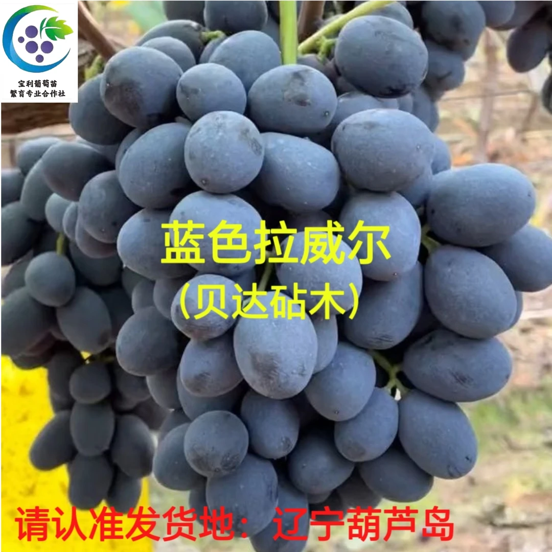 蓝色拉威尔  3309砧木嫁接苗 （一年苗）