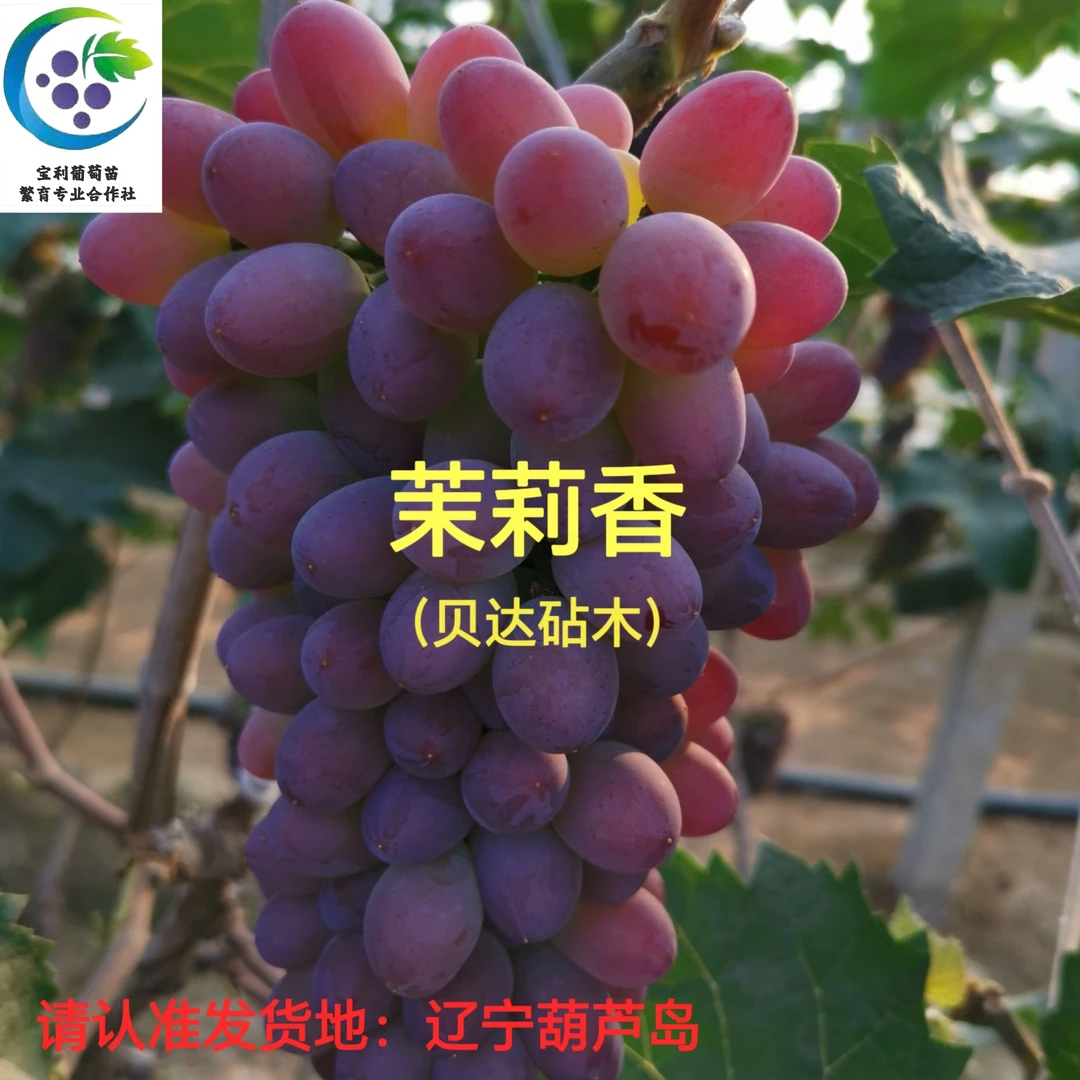 茉莉香葡萄苗 贝达砧木嫁接