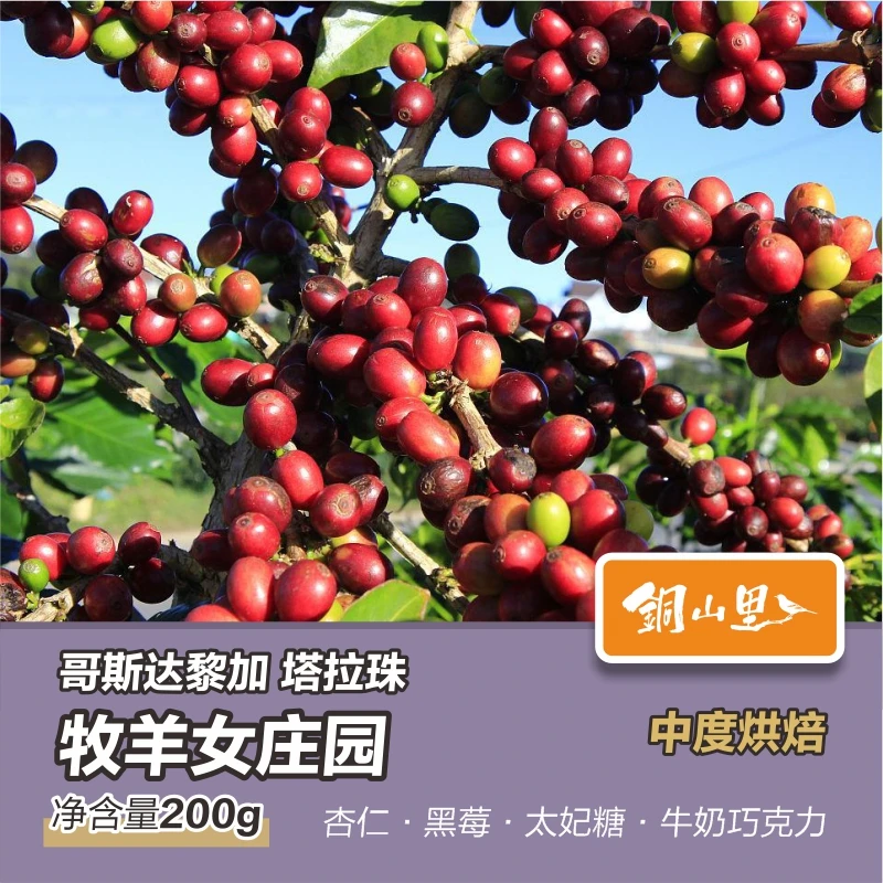 【双11】 牧羊女庄园塔拉珠水洗咖啡豆 中度烘焙 新鲜烘焙纯黑咖啡