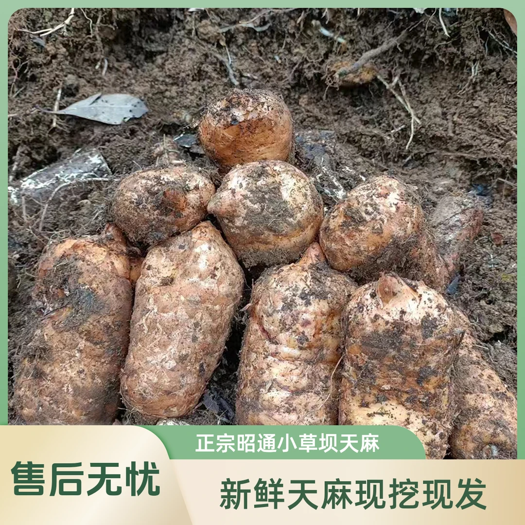 正宗新鲜湿活生乌天麻产地直销云南昭通彝良小草坝煲汤泡酒土特产