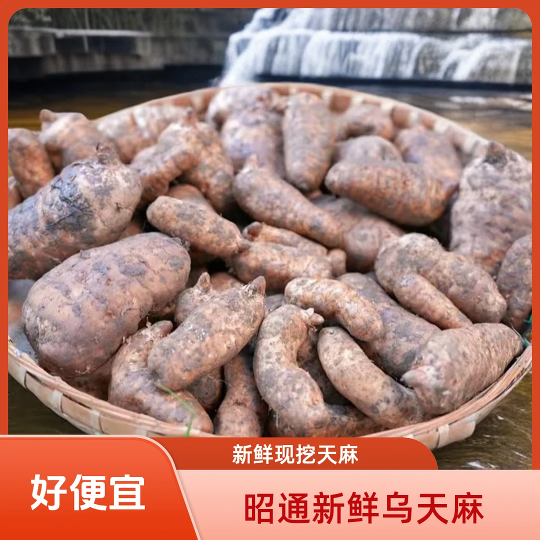 正宗新鲜湿天麻云南昭通彝良小草坝产地直发炖鸡煲汤泡酒炖排骨好