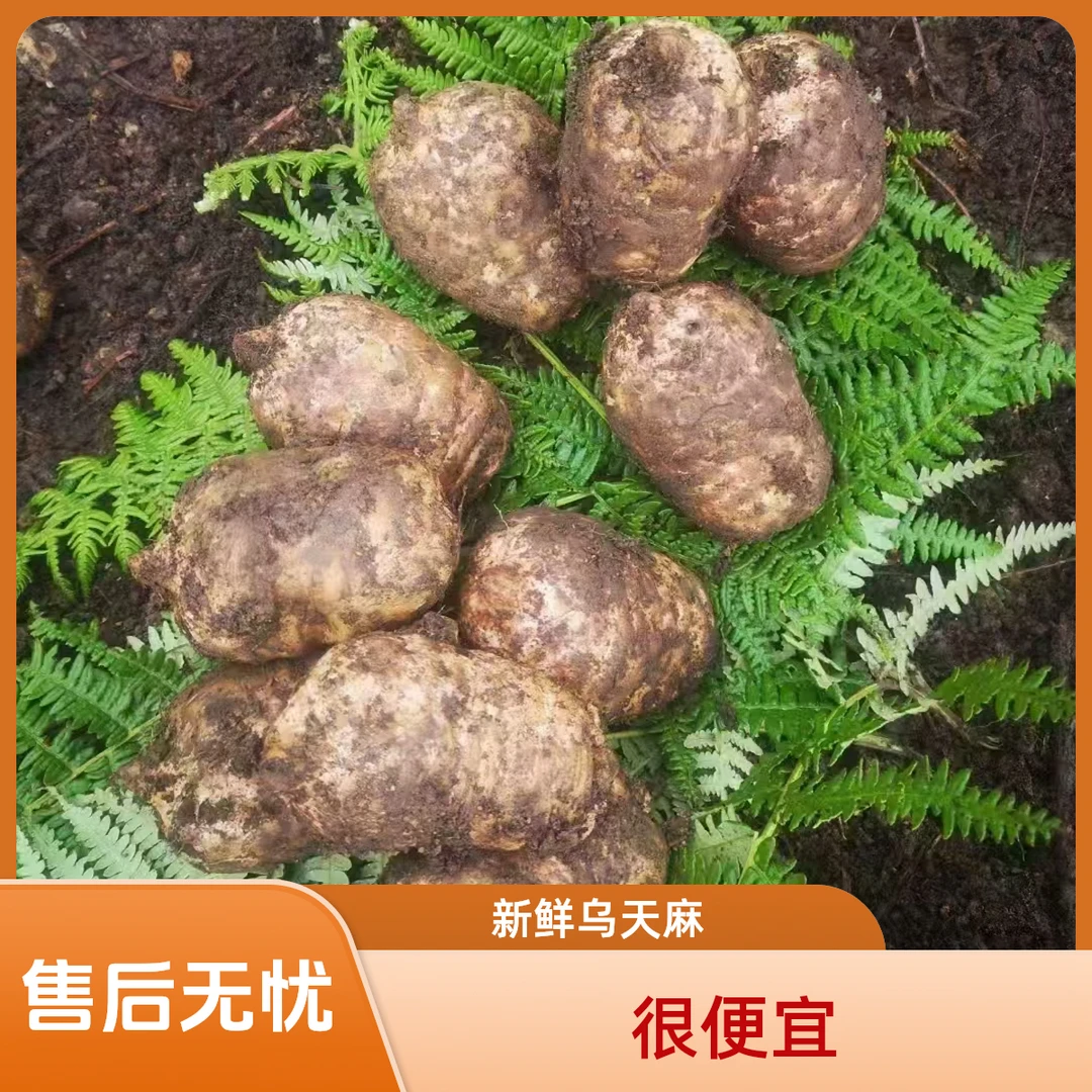新鲜乌活湿天麻 产地直销 云南昭通小草坝 0.5-5斤睡眠好泡酒煲汤