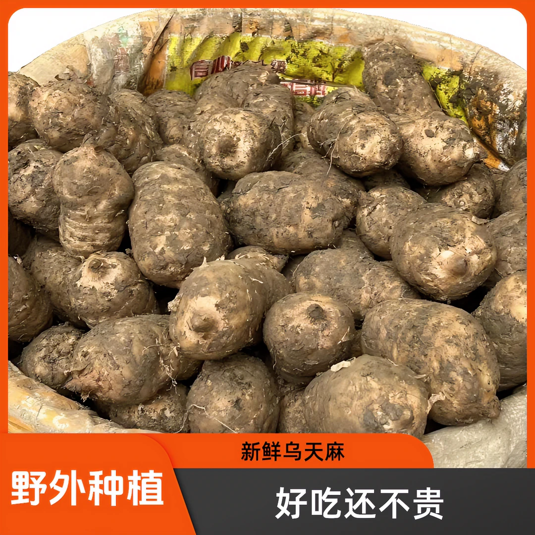 正宗新鲜乌天麻 净重0.5-5斤正品昭通小草坝产地直发炖鸡煲汤泡酒