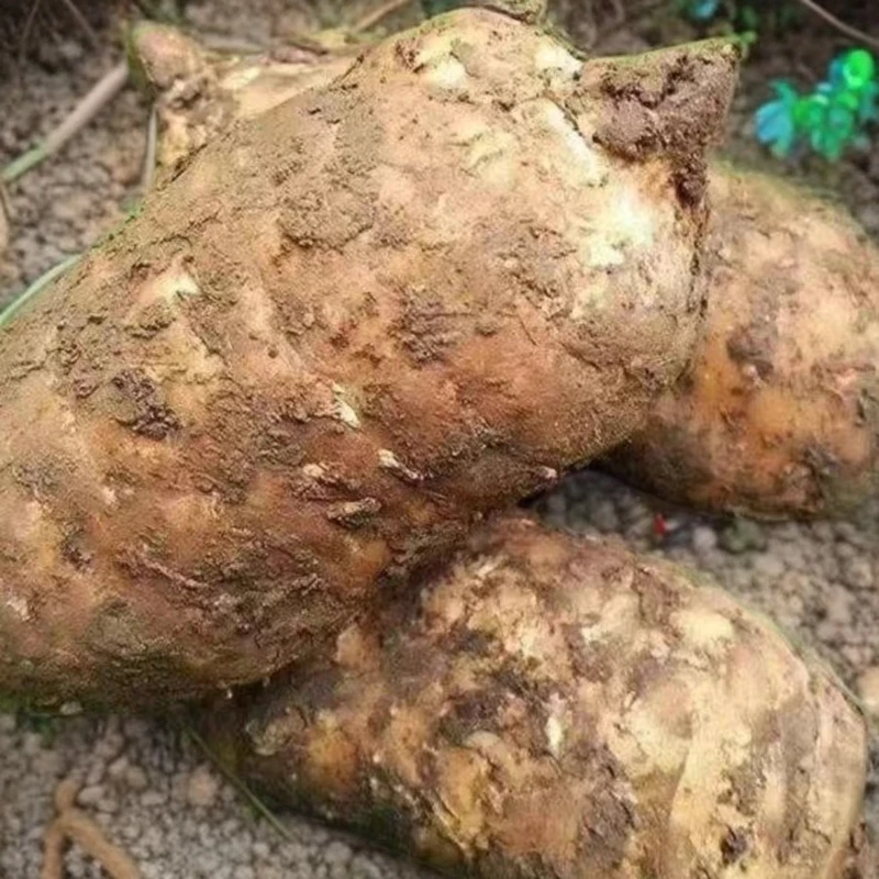 正宗精选昭通小草坝三年野外种植新鲜天麻物超所值原生态煲汤炖肉