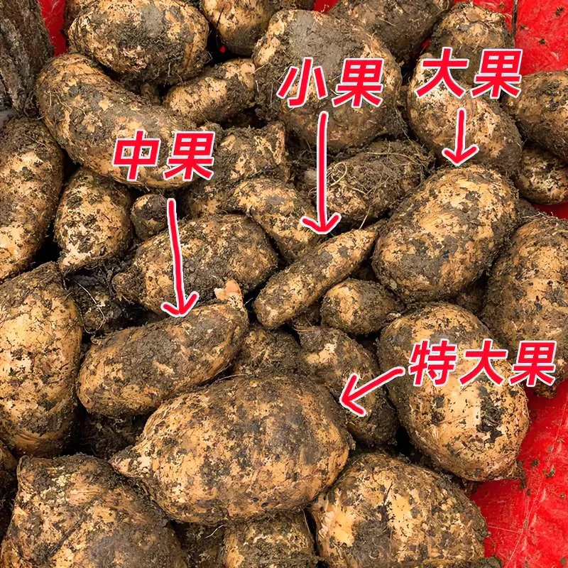 好便宜正宗新鲜乌天麻精挑细选云南昭通彝产地直发炖鸡煲汤泡酒