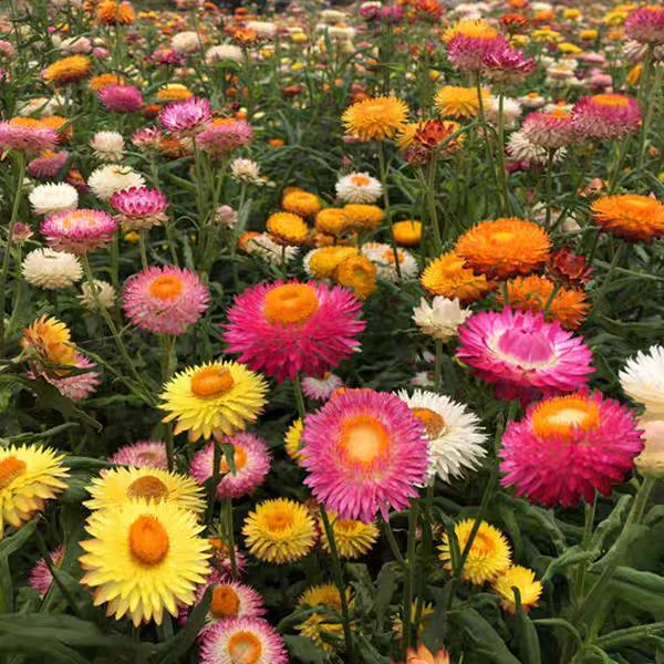 四季开花麦秆菊花种子1000粒(送种子)