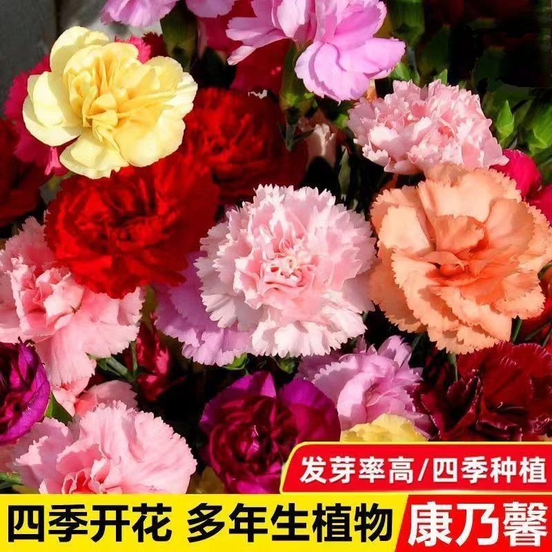 大花重瓣香水康乃馨种子混色50粒包邮（送种子）