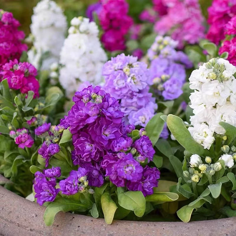 四季开花浓香型紫罗兰种子400粒混色(送种子)