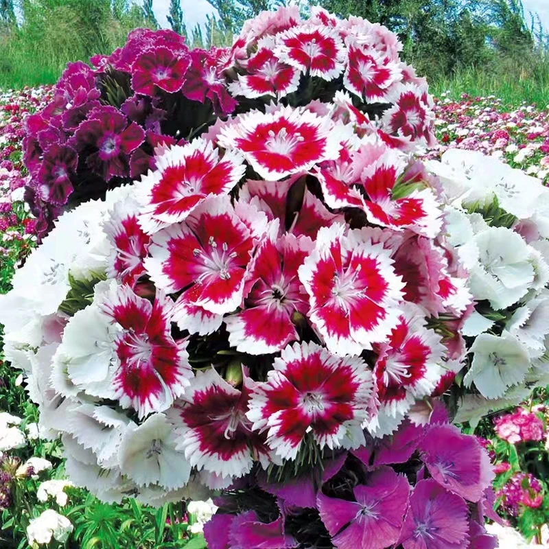 美国绣球石竹花种子混色1000粒（耐寒-30度）(送种子)