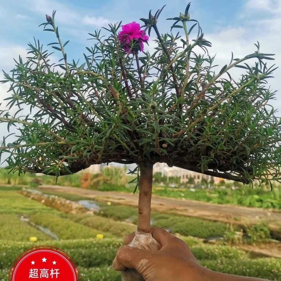 多年生宿根玫红王老桩重瓣太阳花养好看阳台小院均可种植盆栽绿植