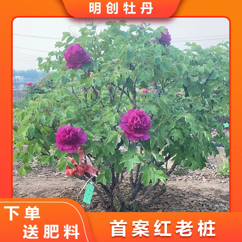 【首案红老桩】紫色系精品重瓣老桩带土球发货庭院栽培花卉