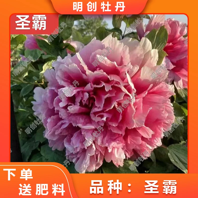 【圣霸】原装进口高端名贵稀有大花牡丹种苗 别墅庭院盆栽花卉