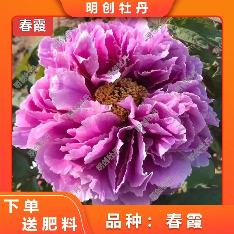 【春霞】原装进口高端名贵稀有牡丹种苗 别墅庭院盆栽花卉