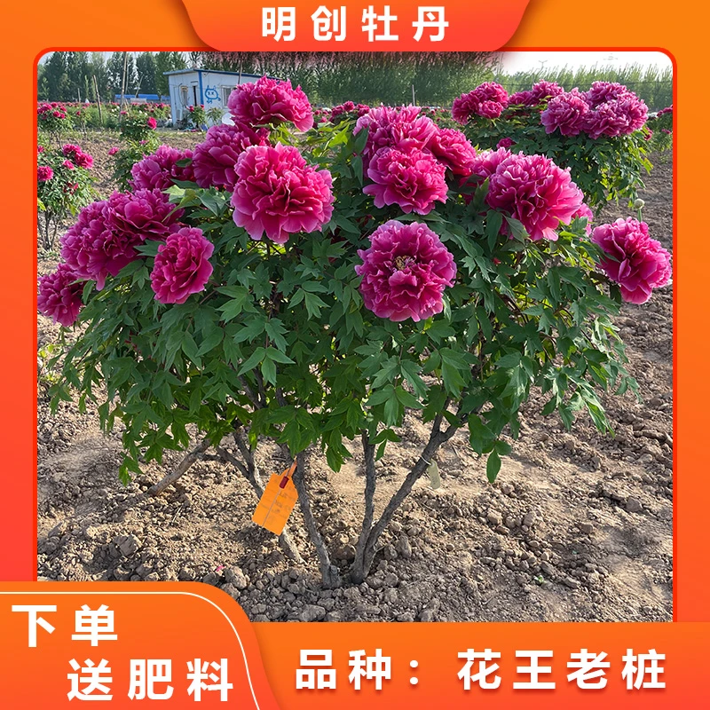 【花王老桩】精品千层重瓣观赏老桩牡丹庭院别墅花卉绿植春天开花
