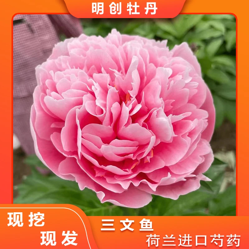 预售【三文鱼】先发预售卡 秋天发裸根苗 高端稀有会变色芍药