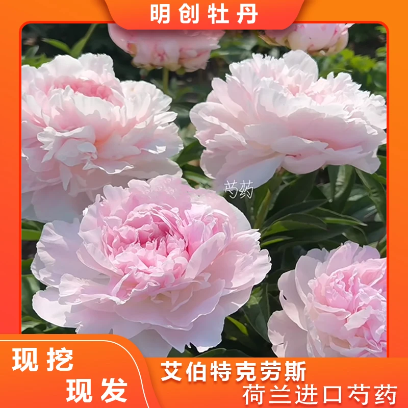 预售【艾伯特克劳斯芍药】荷兰进口芍药先发肥料秋天发种苗