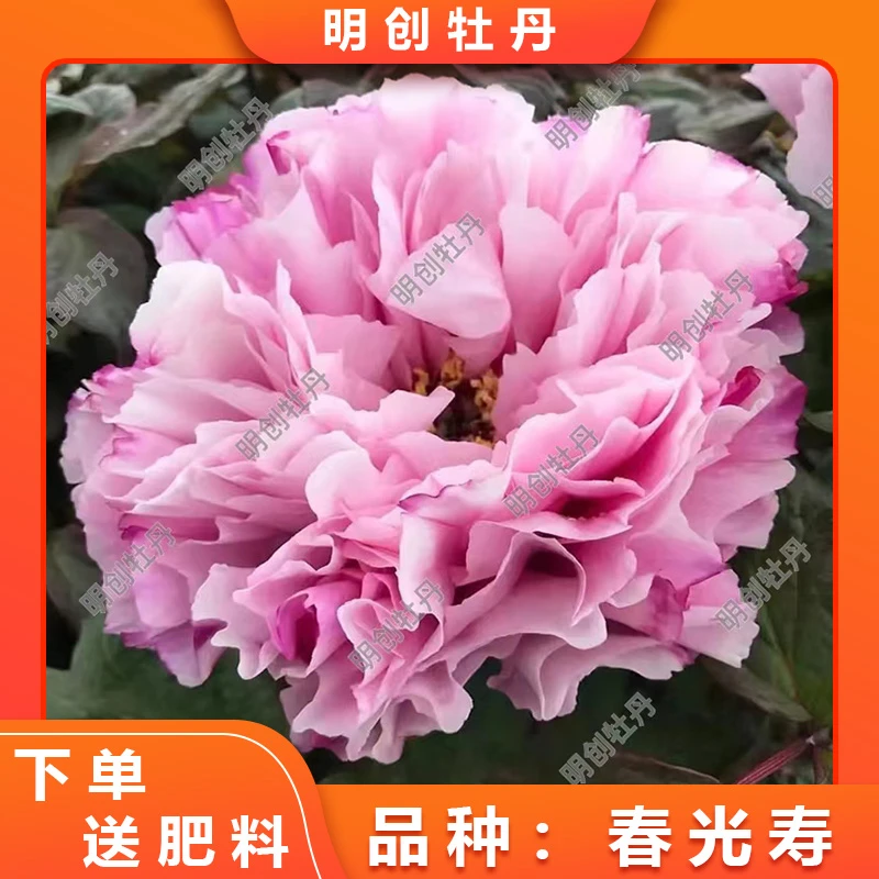 【春光寿】原装进口高端名贵稀有品种牡丹种苗 别墅庭院盆栽花卉