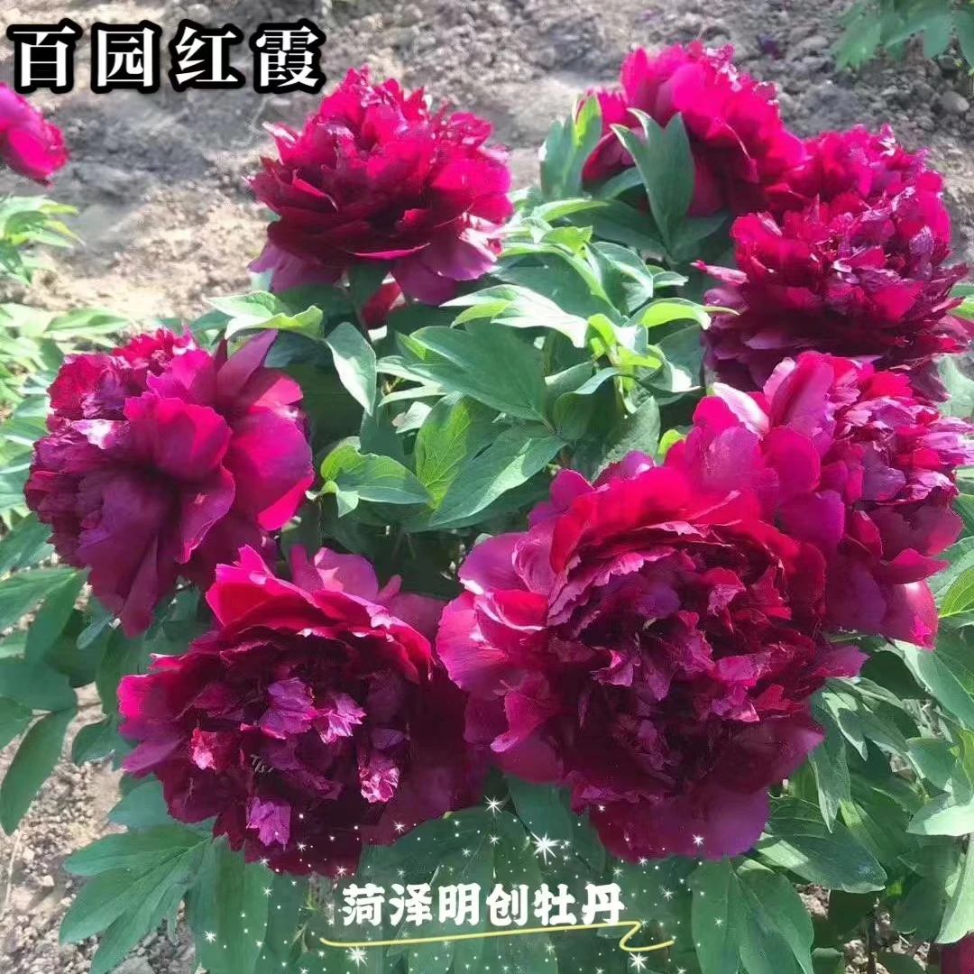 国庆粉丝福利【百元红霞】经典黑色系大花观赏牡丹种苗