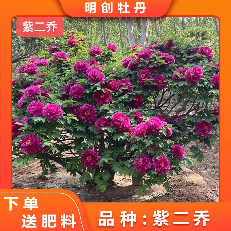 【紫二乔】精品观赏老桩庭院栽种基地直拍紫红色土球发货