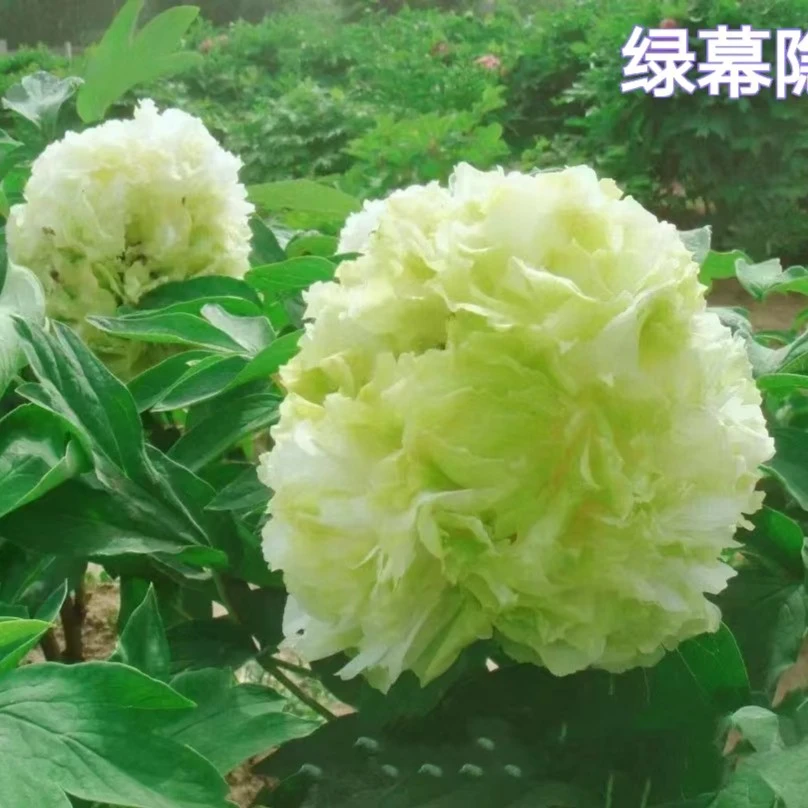 【绿幕隐玉】绿色重瓣牡丹 长势强 裸根发货