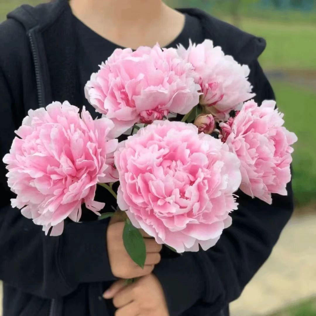 【莎拉】鲜花3A+粉色系大重瓣荷兰进口芍药