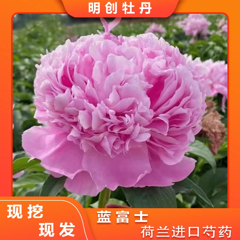 【蓝富士芍药】进口蓝色系重瓣大花芍药种苗