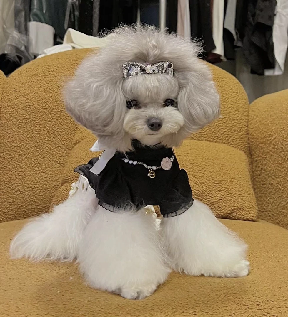 No退换 春夏狗狗薄款刺绣上衣大底衫有弹力