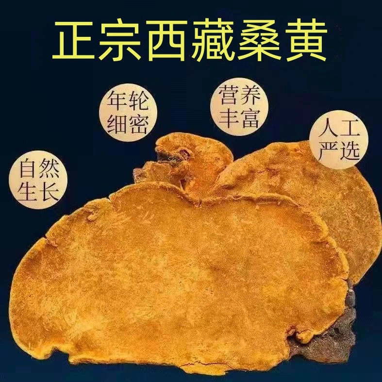 野生桑黄紫油黄金边整朵药用菌灵芝茶桑树黄非桑椹选货切片