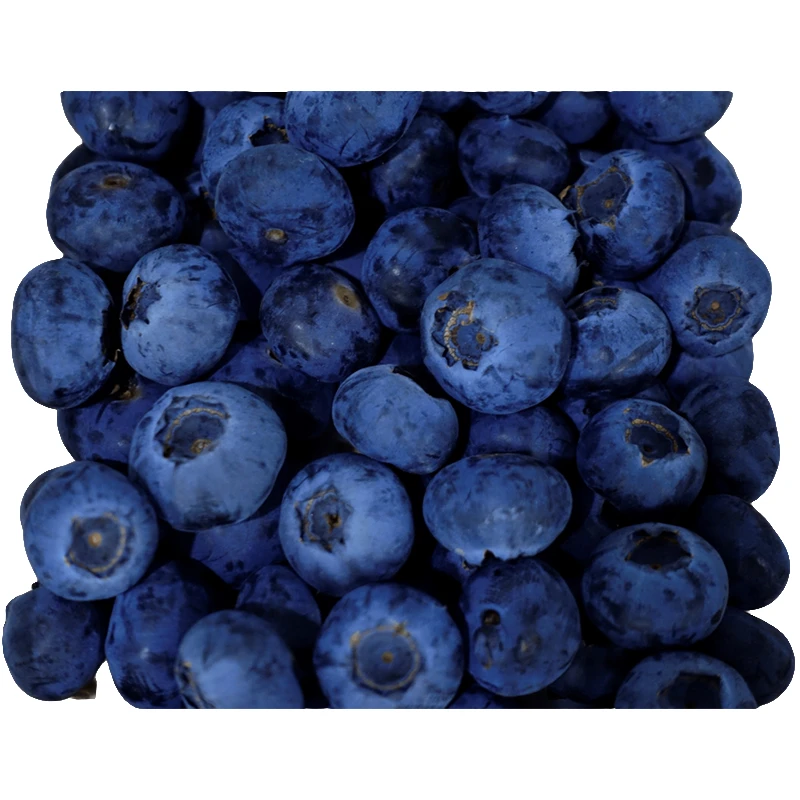 凉山特产| L25花香蓝莓 基地采摘顺丰发货 脆甜多汁坏果包赔