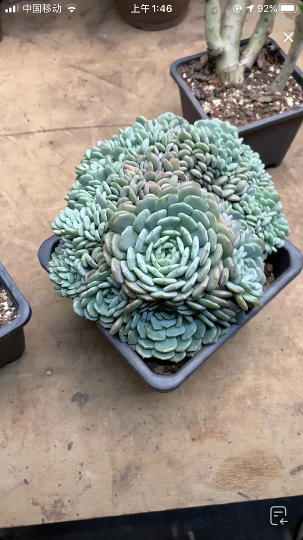 精品多肉 雨之田 白胖子缀化 直播间一物一拍 脱土发货