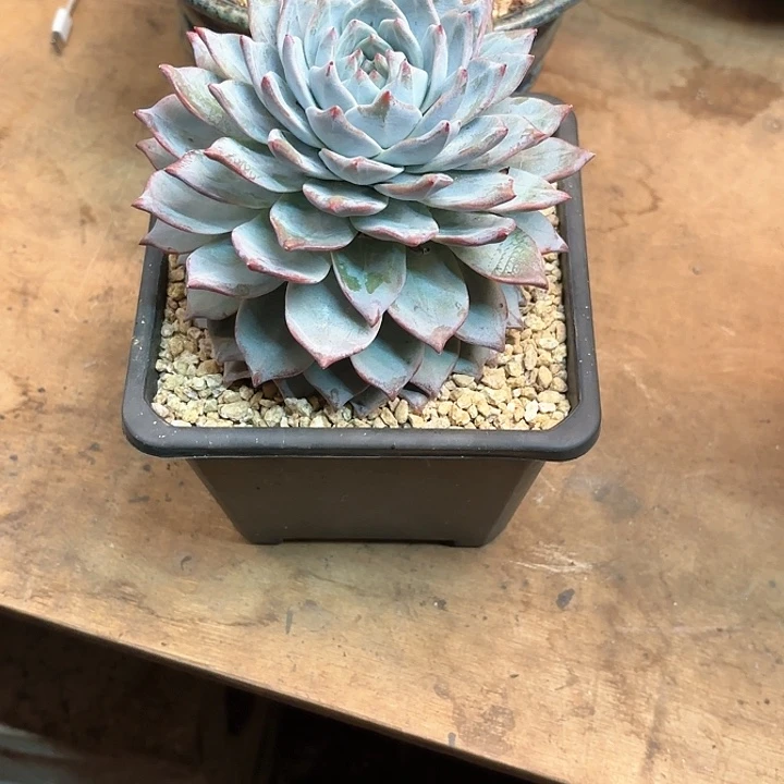 多肉植物，粉蓝鸟