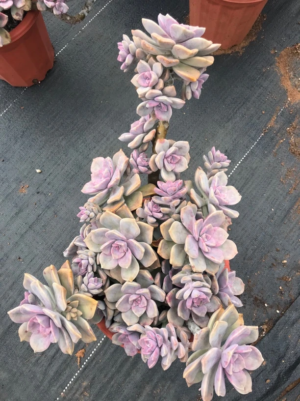 紫乐 280盆 一棵 脱土发货