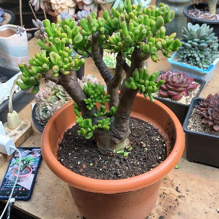 ?**?多肉植物，吸财树