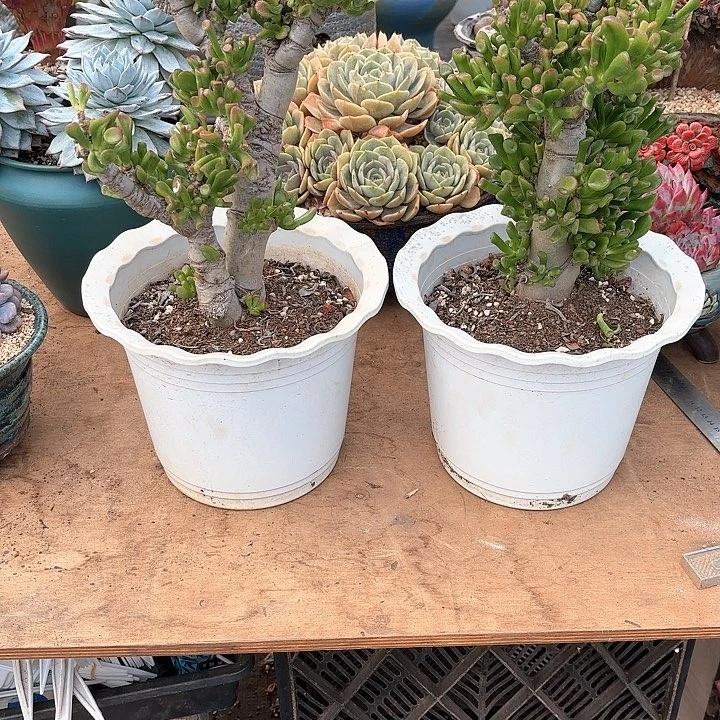 多肉植物,吸财树两颗