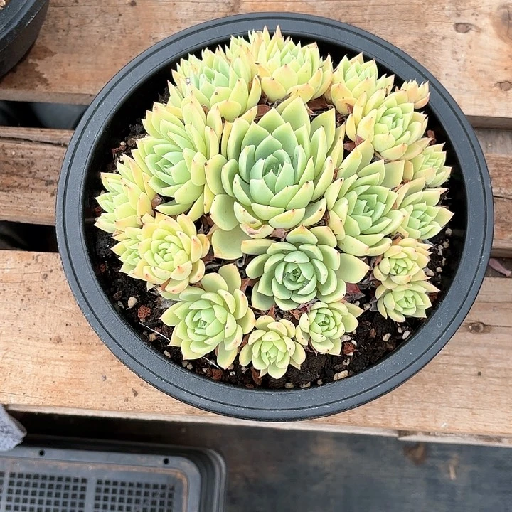 多肉植物，三色景