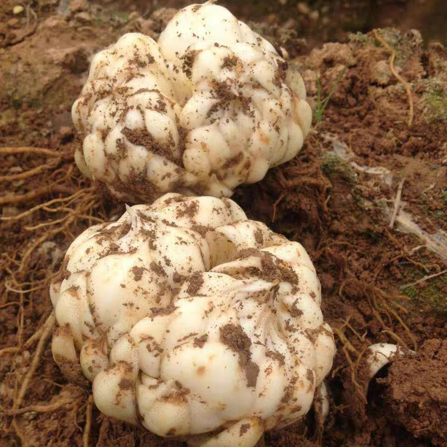 江西万载龙牙百合纯天然无污染产地直发绿之谣百合三斤包邮