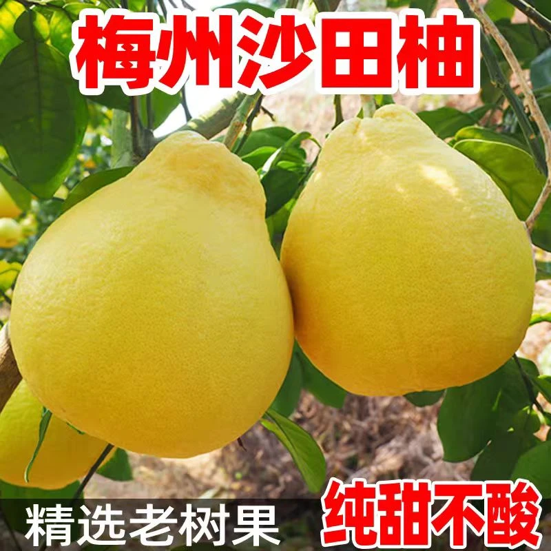 【精选沙田柚】正宗梅州沙田柚，纯甜无酸，脆爽多汁