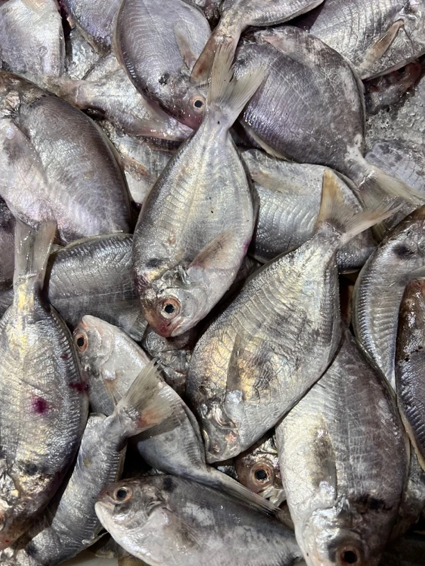 福建祥芝威隆海鲜野生肉鱼新鲜海捕冷冻肉鲳鱼水产海鱼5斤肉鱼