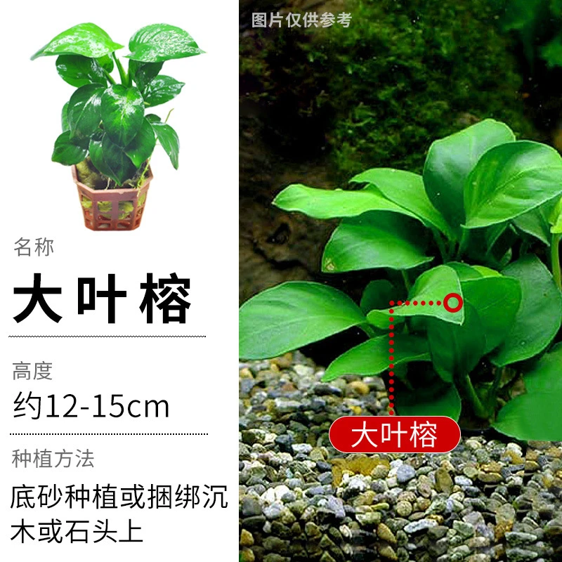 水榕水草阴性批发植物造景小巴榕新手