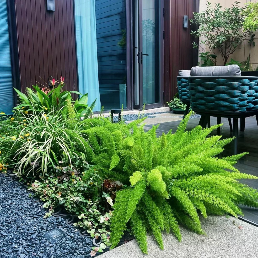 狐尾盆栽庭院阳台室内四季常青绿植